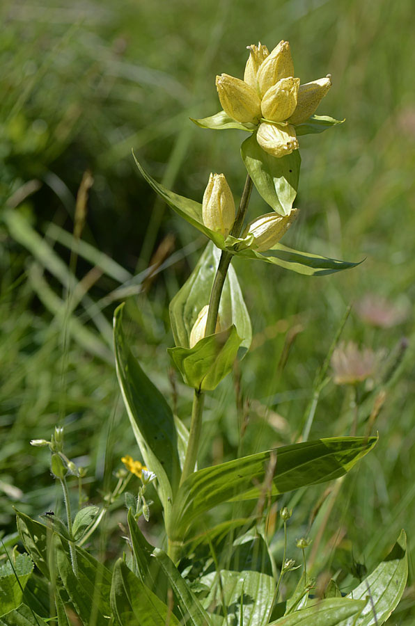 Gentiana punctata / Genziana punteggiata